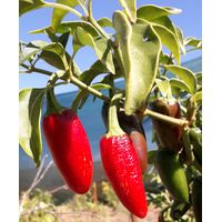 Sandveld Seeds Jalapeno Chilli